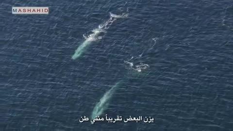 Blue Whale - the largest animal on the planet