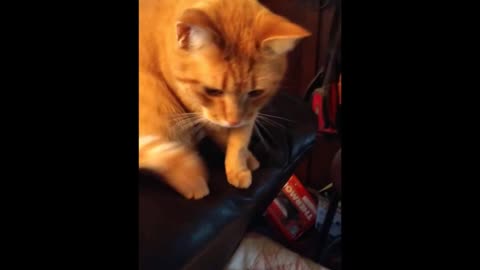 Desensitization training a Street Cat!