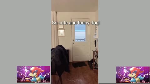 so cute and funny dog girl
