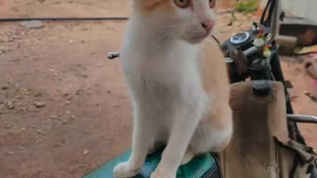cute cat video 🐈😍 _ it's my cat 🐈_ tomorrow bdy🎂🎈🎉🕯️🍰