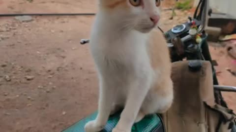 cute cat video 🐈😍 _ it's my cat 🐈_ tomorrow bdy🎂🎈🎉🕯️🍰