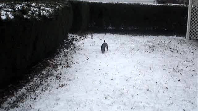 Care Bear running in the snow 1.