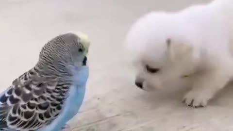 #shorts||cute doggy and bird |dog cute whatsapp status|(part -2)#dog#birds