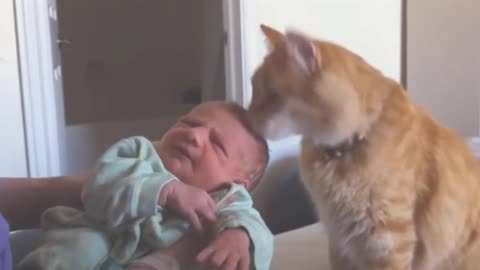 Cats is Meeting Babies for the FIRST watch