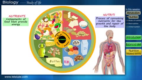 Balanced Diet Chart