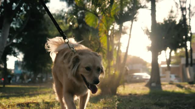 Dog morning? How did it start
