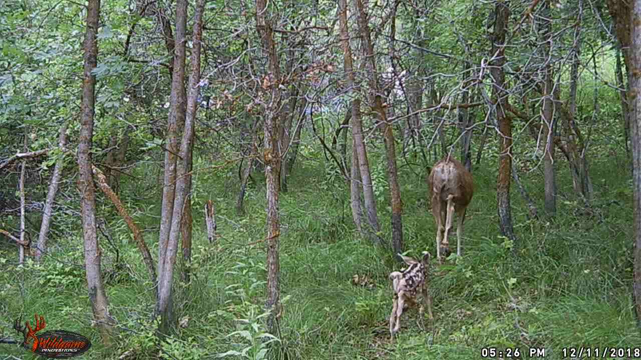 Newborn faun