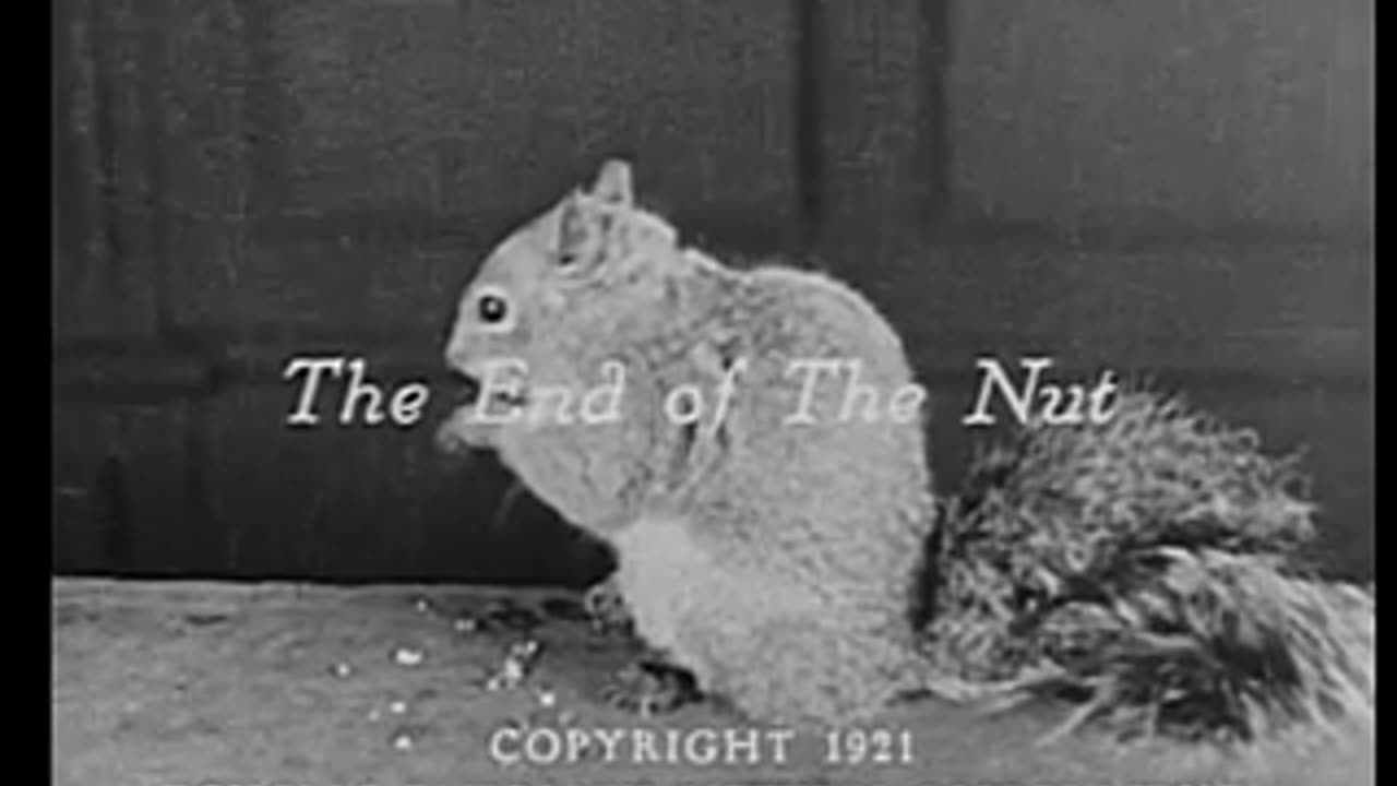 The Nut