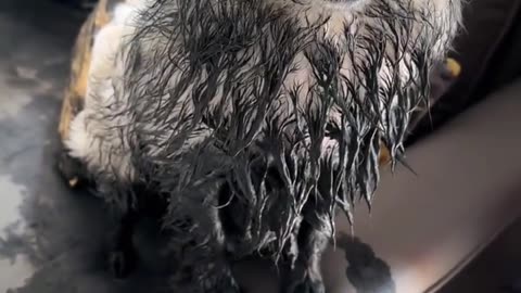 Amazing dogs 🐩 trending video