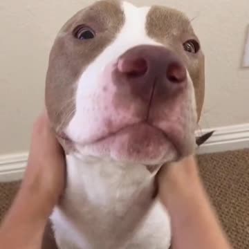 Adorable pup gets a massage
