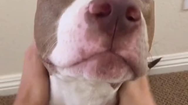 Adorable pup gets a massage