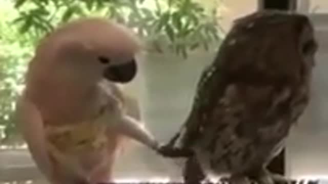 Funny animal compilation