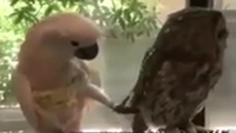 Funny animal compilation