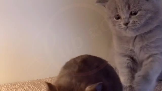 cute kitten playing with fat rat