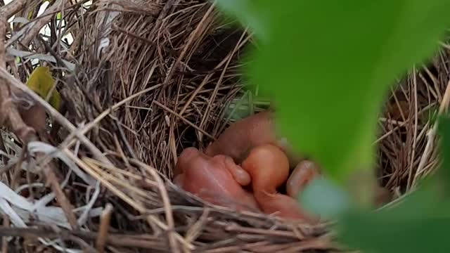 Spring bird on warm tree nest, resting