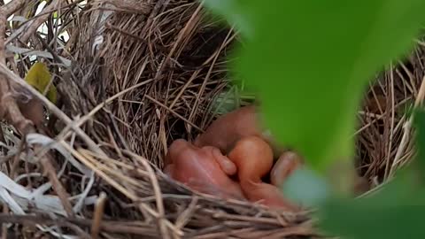 Spring bird on warm tree nest, resting