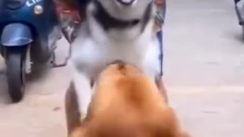 Baby Dogs - Cute and Funny Dog Video