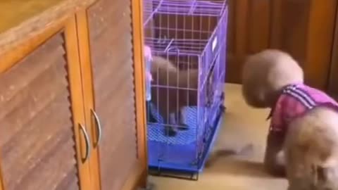 Cute Dog Videos | Funny Dogs | Smart Dog