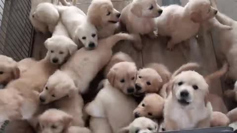 Golden Retriever Puppies Having Fun