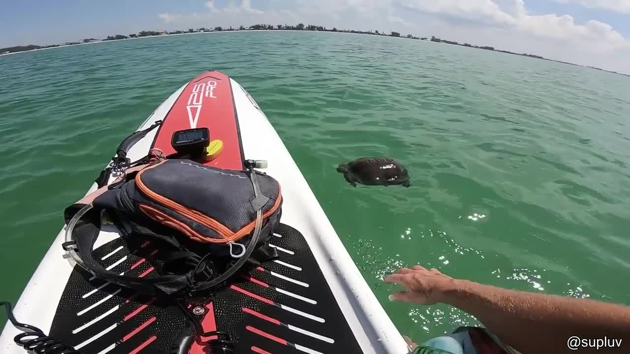 Playing Fetch With A Blind Cat