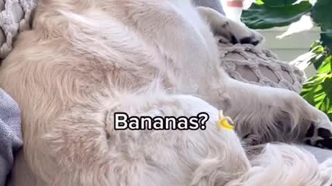 Sleeping dog wakes up to the word " chicken"