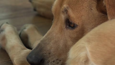 Dog laying on ground with eyes wide open