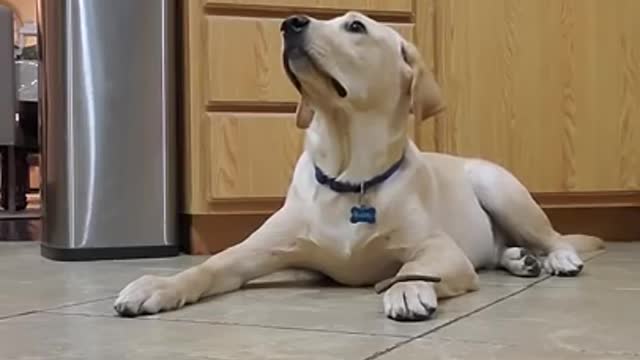 Labrador Dog Shows How Well Trained He is