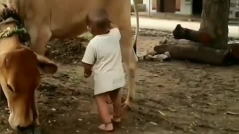 Kid drink the milk directly from the cow