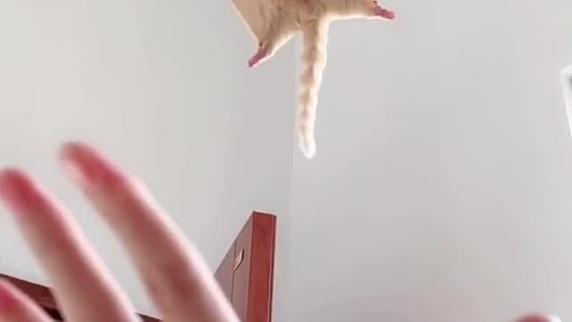 Flying pets