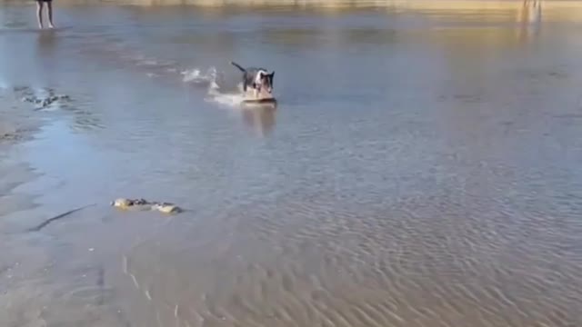 Dog sliding ⛐ in sea water