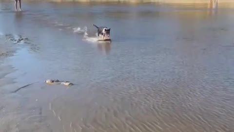 Dog sliding ⛐ in sea water