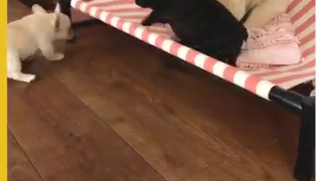 French Bulldog Puppy Has a Hard Time ...climbing unto the bed to sleep