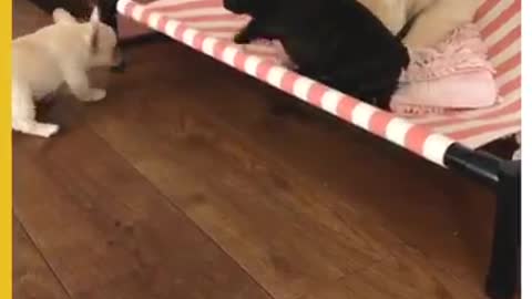 French Bulldog Puppy Has a Hard Time ...climbing unto the bed to sleep