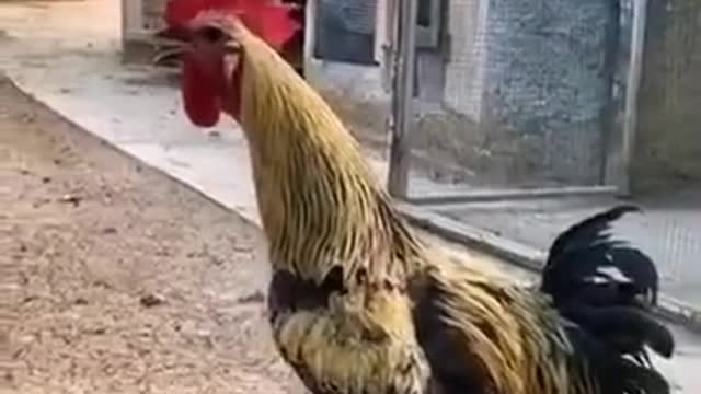 The cock has wasted his time in order to wake his master up in the morning