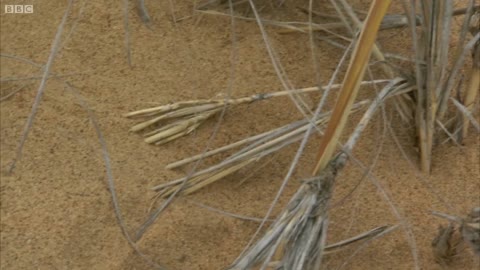 Sidewinder Snake Hides In Sand | Deadly 60 | BBC Earth