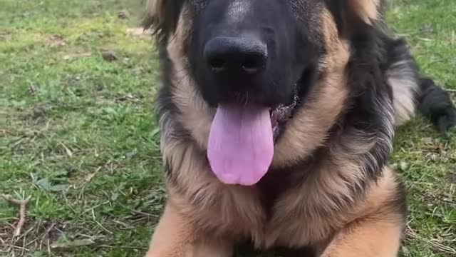 Not easy being a female gsd 😆