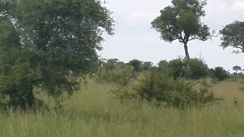 Animals, Elephant ,Male /Kruger National Park/South Africa.. 2021