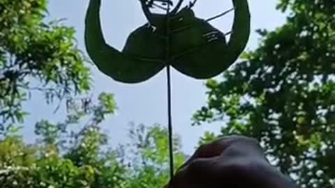 ❤️❤️Pictures made with leaves❤️❤️