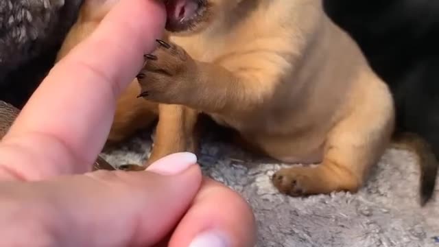 Cute animals funny videos trending funny dog 🤣🐕