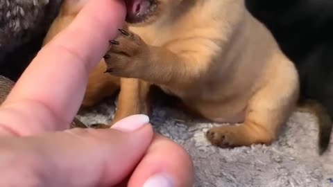 Cute animals funny videos trending funny dog 🤣🐕