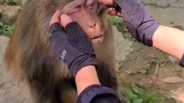Monkey helps