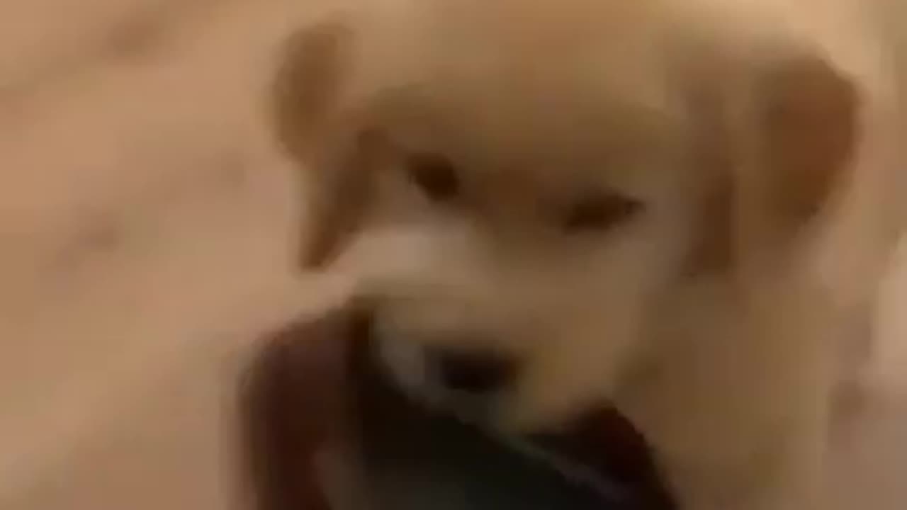 The Best Funny Cute and Doge Compilation #32