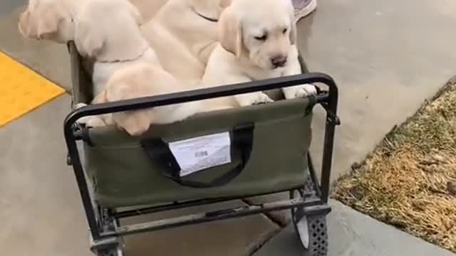 Do you really love puppies or do you want to touch every puppy on the head?