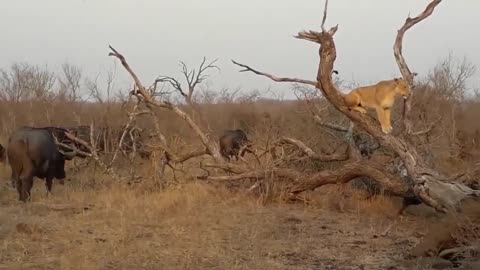 God Gave Strength To Buffalo Leading Herd Rescues His Teammates From Lion Chase - Wild Animal Attack