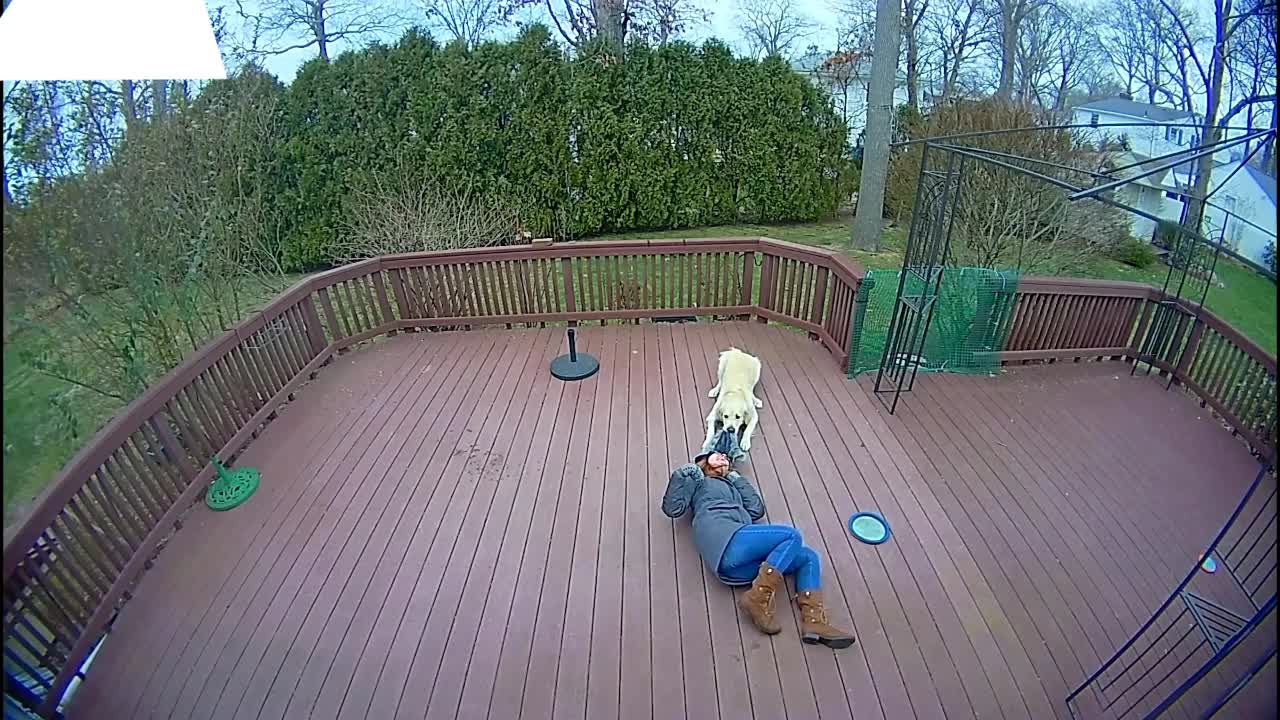 Dog Mistakes Furry Hood For a Toy & Drags Owner Around The Backyard