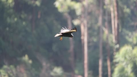 Hawk Appears to Hover During Hunt