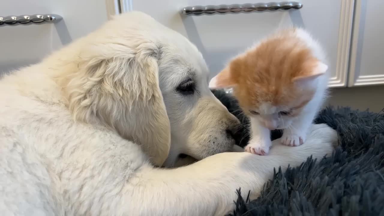 Tiny Kitten and Golden Retriever Puppy Cutest Friends