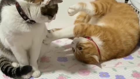 FUNNIEST CATS and DOGS😺😸Funny CuteAnimals Videos 2023