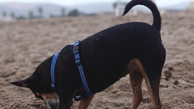 Dog Digging Up The Sand