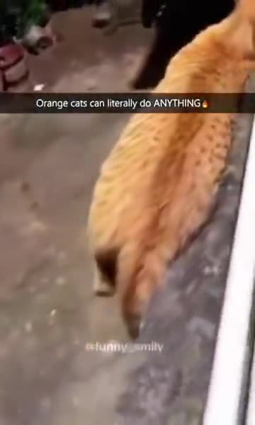 Crazy orange Caturday